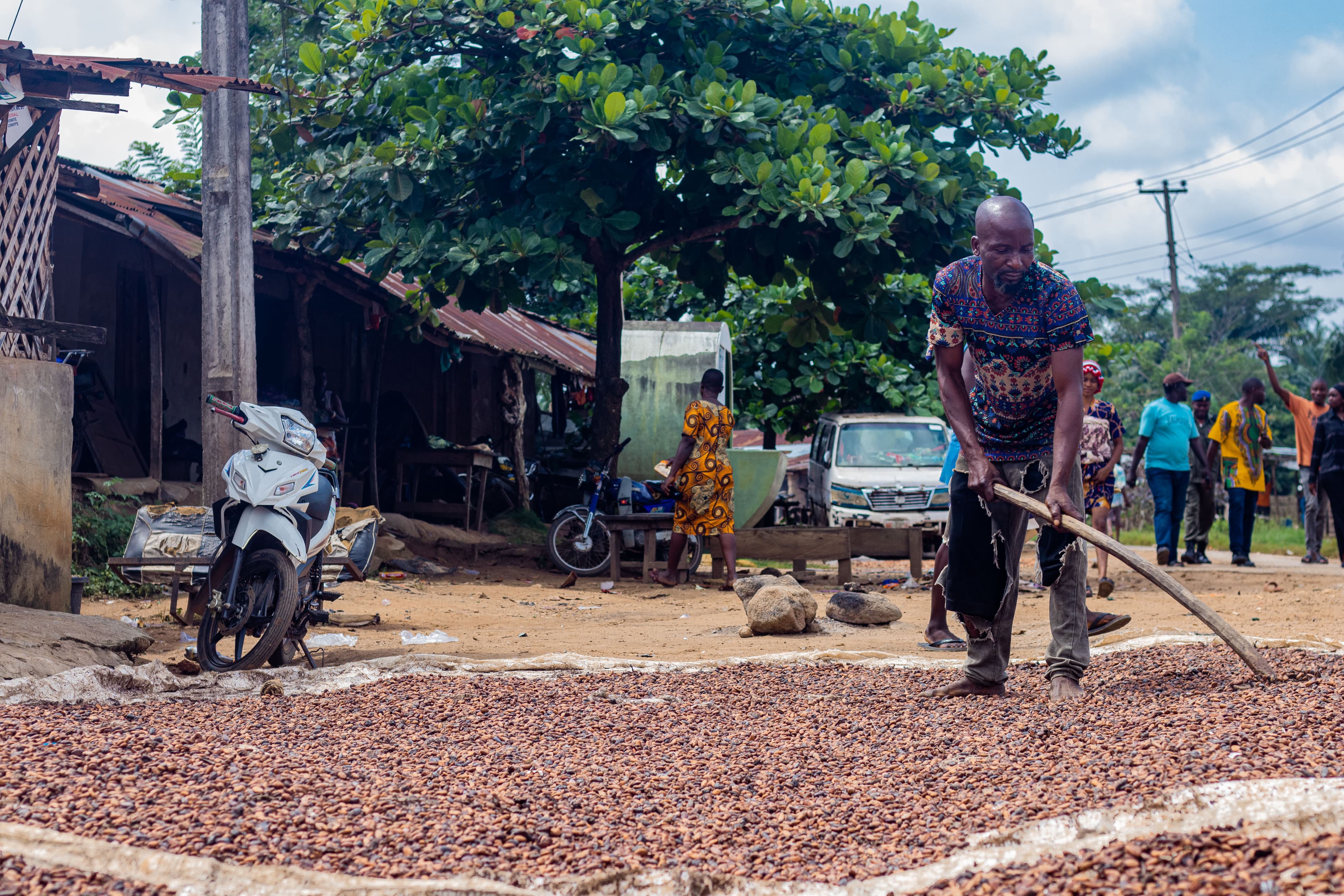 Cocoa beans drying on raised trays in West Africa