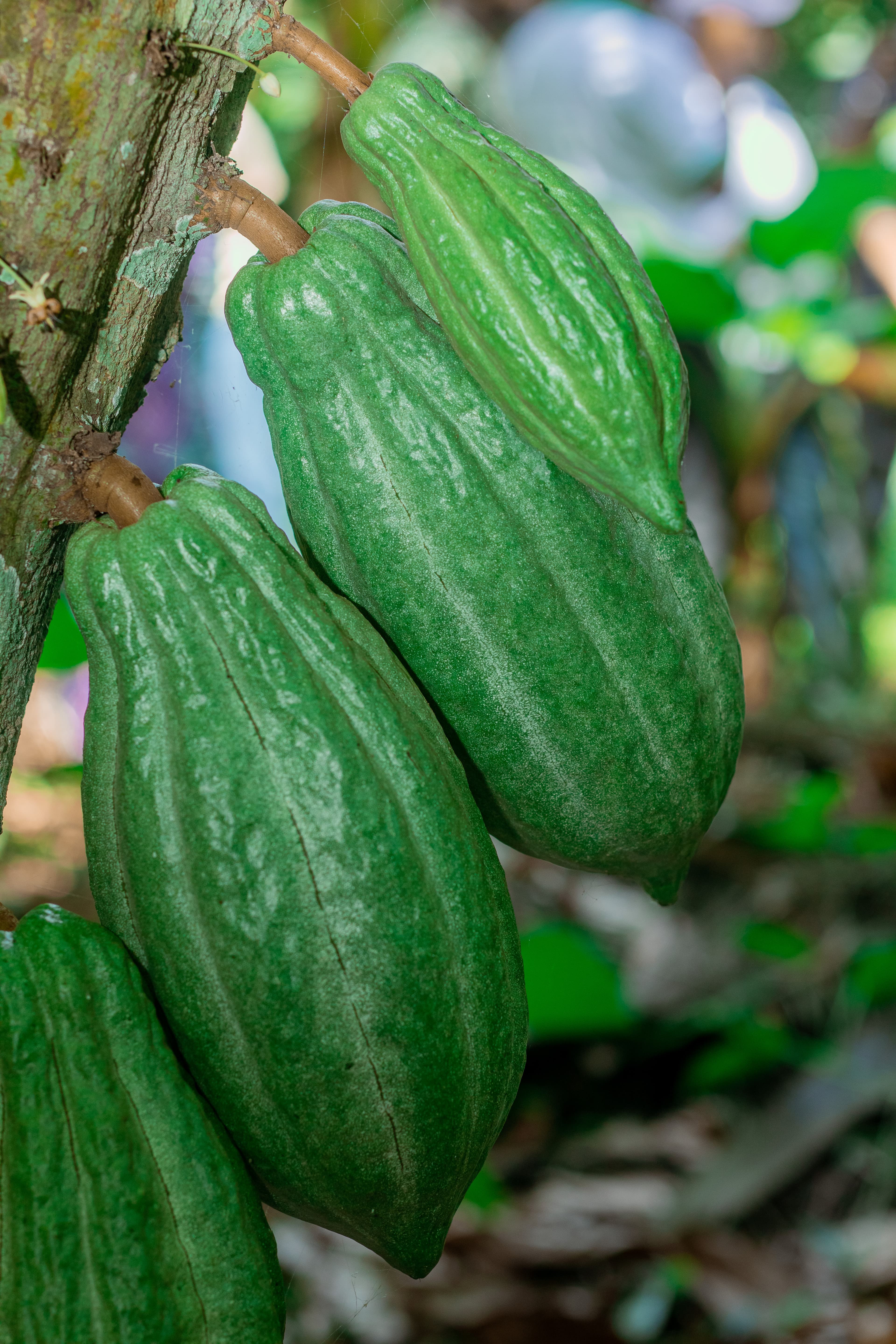 Cocoa pods growing at origin